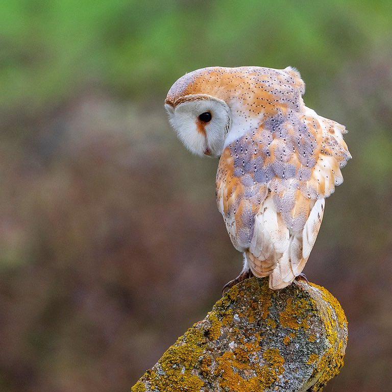 Barn Owl