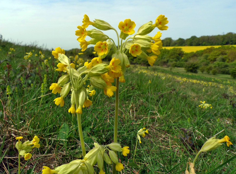 Cowslips