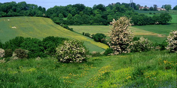 Downland