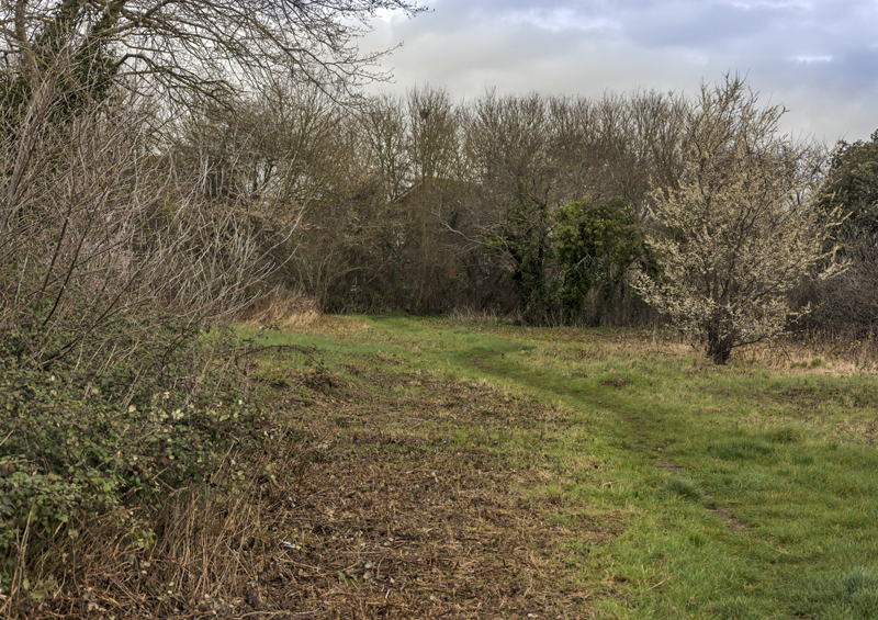 Milton Locks scrub