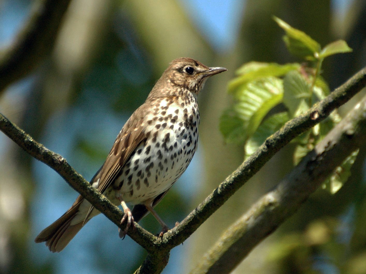 SongThrush